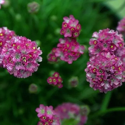 Armeria Maritima - Sea Thrift