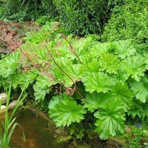 Darmera Peltiphyllum - Indian Rhubarb (Bare Root)