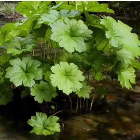 Darmera Peltiphyllum - Indian Rhubarb (Bare Root)