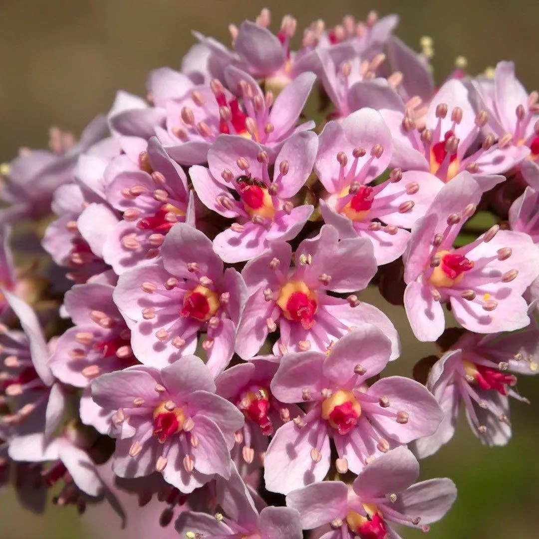 Darmera Peltiphyllum - Indian Rhubarb (Bare Root)