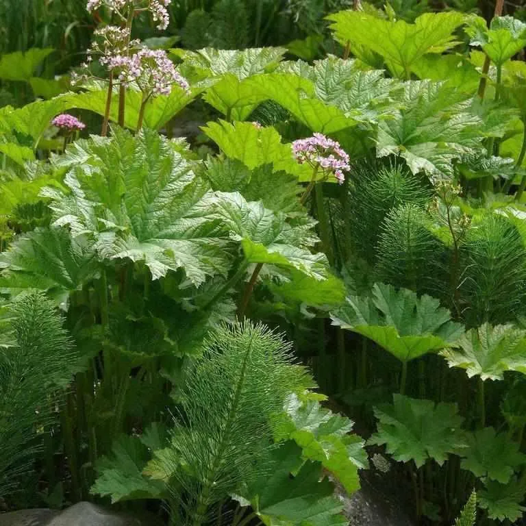 Darmera Peltiphyllum - Indian Rhubarb (Bare Root)