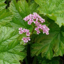 Darmera Peltiphyllum - Indian Rhubarb (Bare Root)